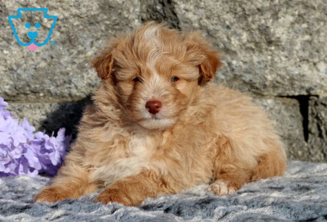 Ziggy Pomapoo2 image