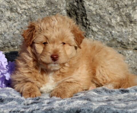 Zipper Pomapoo2