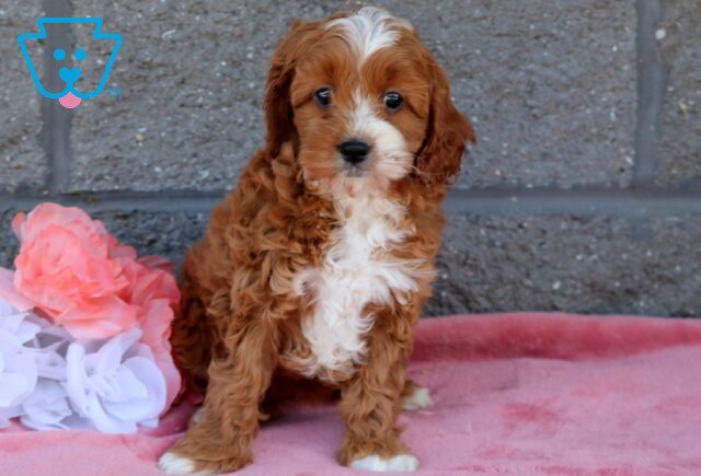 Zoey Cavapoo 1-001