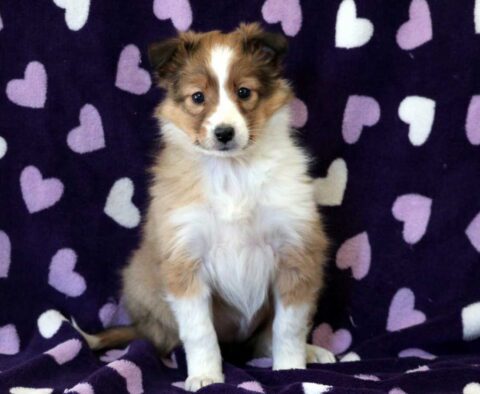 Zoey Sheltie