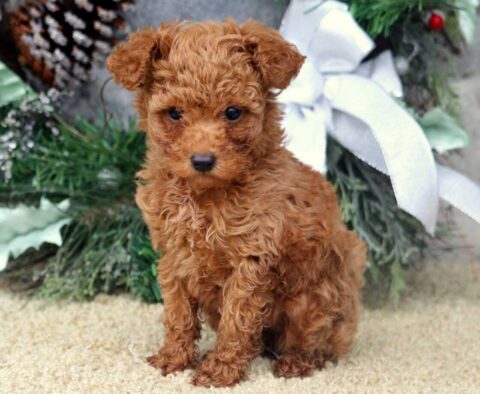 Zoey Toy Poodle