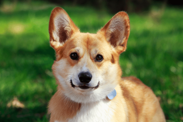 Portrait shot of a Pembroke Welsh Corgi