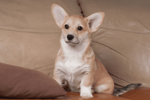 Image of a Pembroke Corgi on a couch