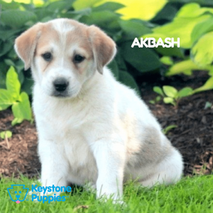 akbash-healthy-responsibly-bred-Pennsylvania