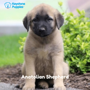 Anatolian-Shepherd-Dog-healthy-responsibly-bred-Pennsylvania