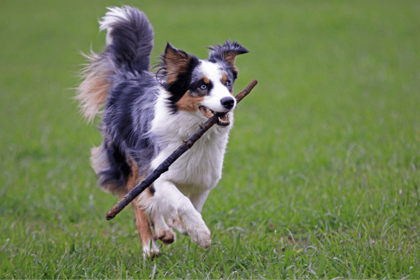 Australian Shepherd running with a stick
