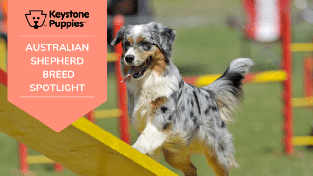 Dog Breed Spotlight: Australian Shepherds