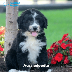 Aussiedoodle-Dog-healthy-responsibly-bred-Pennsylvania