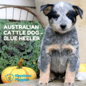 australian-cattle-dog-blue-heeler-healthy-responsibly-bred-Pennsylvania