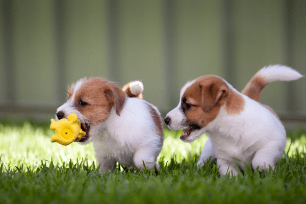 Puppies playing in a field with a chew toy.