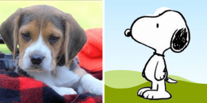 beagle-snoopy-healthy-responsibly-bred-Pennsylvania