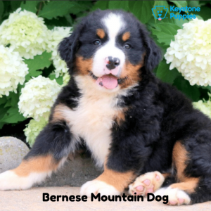 Bernese-Mountain-Dog-healthy-responsibly-bred-Pennsylvania