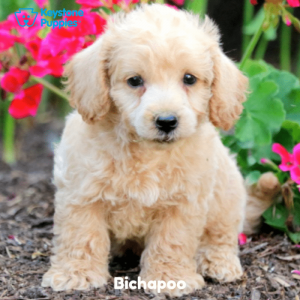 Bichapoo-Dog-healthy-responsibly-bred-Pennsylvania