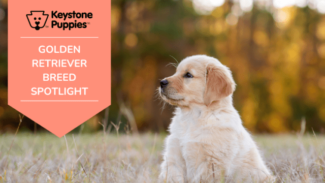 Dog Breed Spotlight: Golden Retrievers