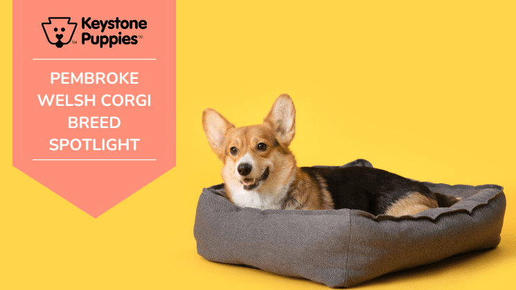 Image of Pembroke Welsh Corgi in a dog bed