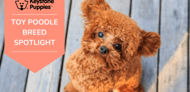 Dog Breed Spotlight: Toy Poodles