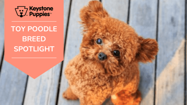 Dog Breed Spotlight: Toy Poodles