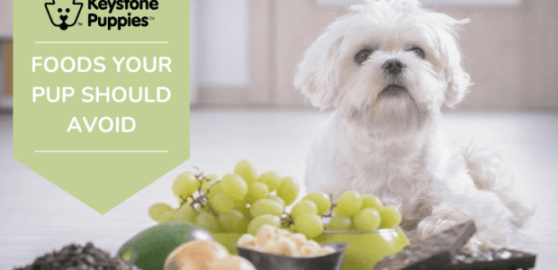 What Foods Are Bad for Puppies?