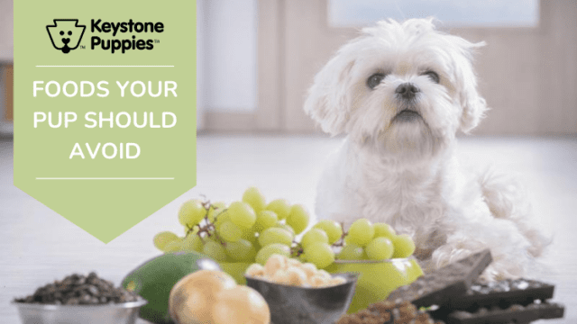 What Foods Are Bad for Puppies?