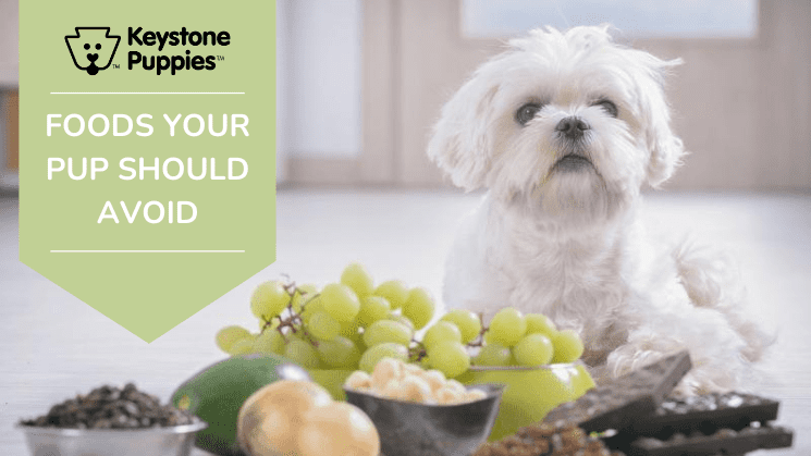 Dog next to foods that they shouldn't consume.