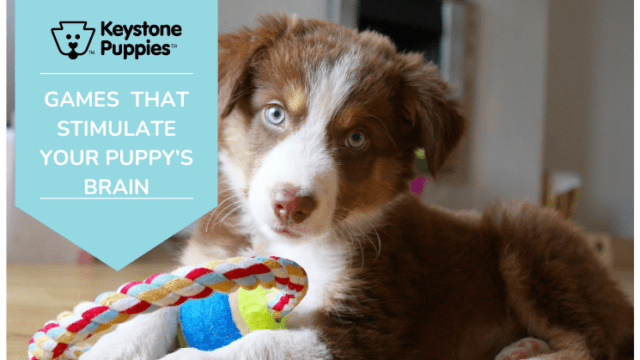 Back to School: Games and Activities That Stimulate Your Puppy’s Brain