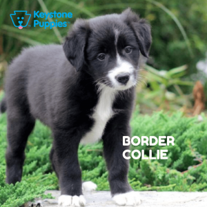 border-collie-healthy-responsibly-bred-Pennsylvania