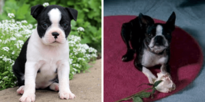 boston-terrier-pushkin-healthy-responsibly-bred-Pennsylvania