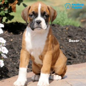 boxer-keystone-puppies-puppies-for-sale-pennsylvania