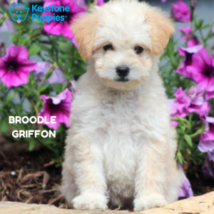 Broodle-Griffon-healthy-responsibly-bred-Pennsylvania