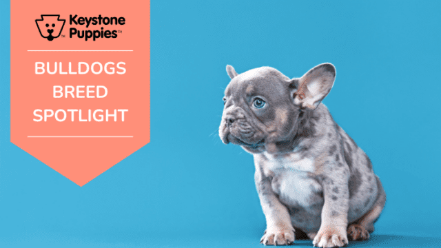 Dog Breed Spotlight: Bulldogs