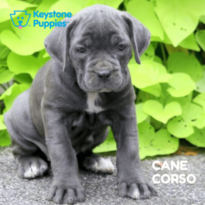 cane-corso-healthy-responsibly-bred-Pennsylvania