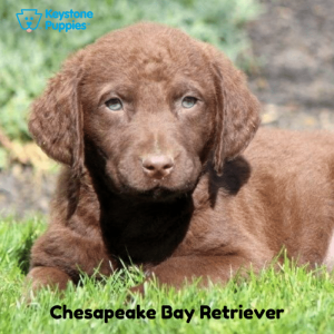 Chesapeake-Bay-Retriever-Dog-healthy-responsibly-bred-Pennsylvania