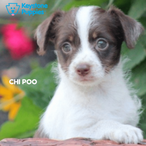 Chi-Poo-healthy-responsibly-bred-Pennsylvania