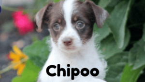 chipoo-healthy-responsibly-bred-Pennsylvania