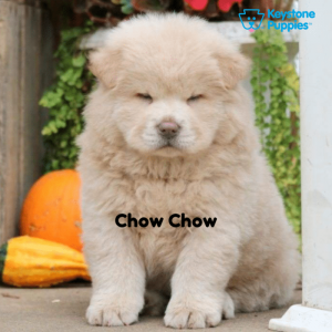 Chow-Chow-Dog-healthy-responsibly-bred-Pennsylvania