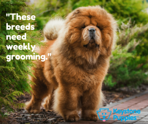 Chow-Chow-puppy-grooming-puppies-for-sale-Pennsylvania