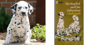 dalmation-pongo-healthy-responsibly-bred-Pennsylvania