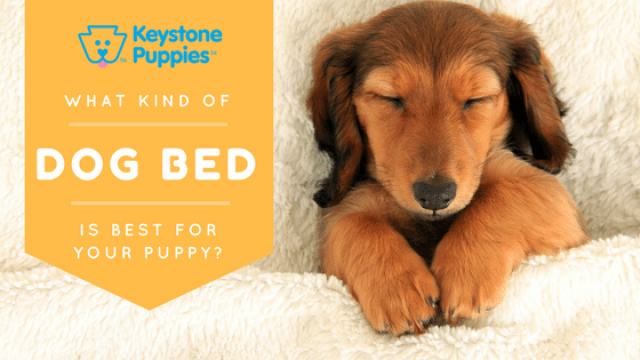 Which Dog Bed Should You Choose?