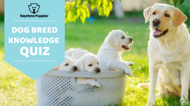 Keystone Puppies’ Guess The Dog Breed Quiz