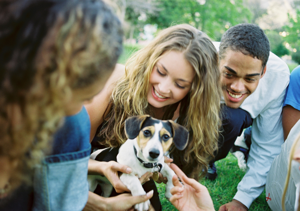 Puppy getting socialized with humans