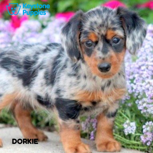 Dorkie-healthy-responsibly-bred-Pennsylvania