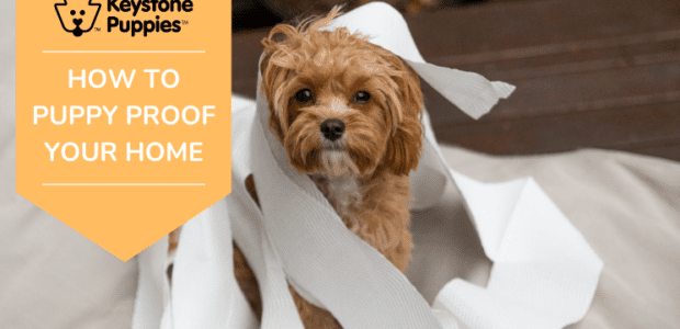 How to Puppy Proof Your Home