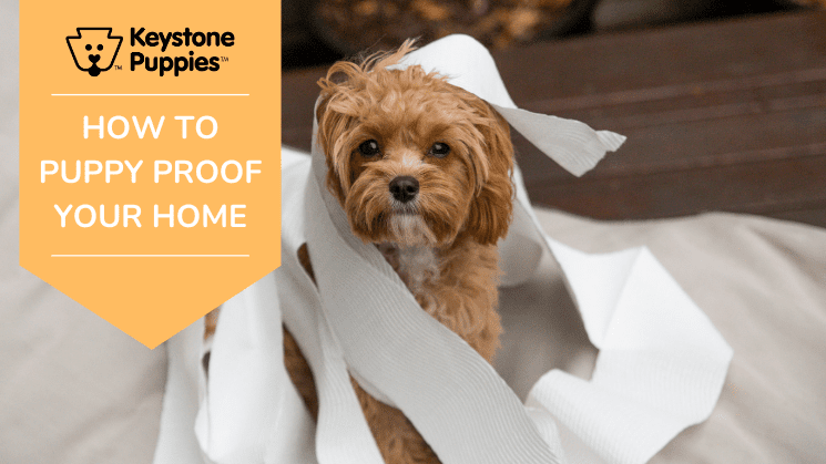 Dog covered in unraveled toilet paper.