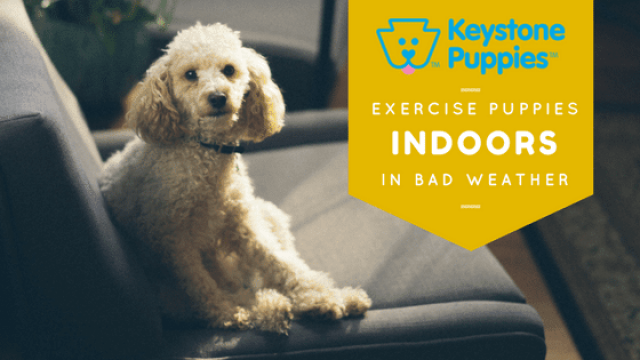 How to Exercise Your Puppy Indoors