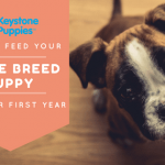 Feed Large Breed Dogs Boxer Keystone Puppies Pennsylvania
