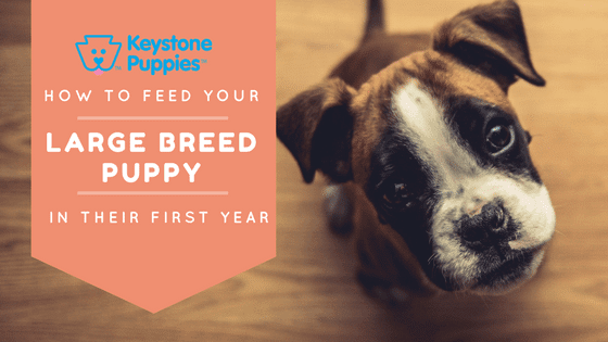 Feed Large Breed Dogs Boxer Keystone Puppies Pennsylvania