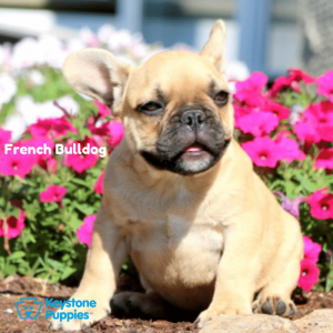 french-bulldog-healthy-responsibly-bred-Pennsylvania