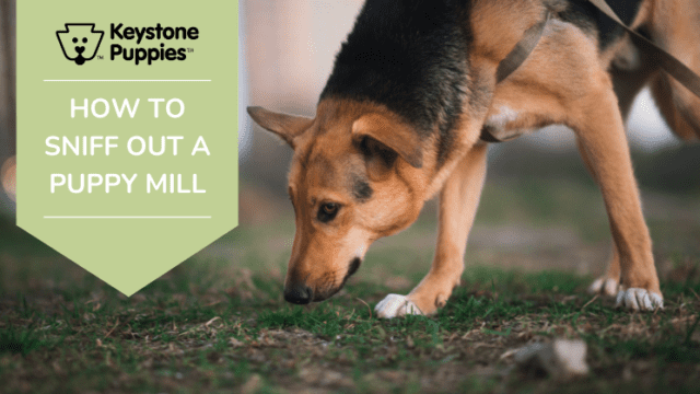 How To Sniff Out a Puppy Mill <br /> <h2>Key Signs & Questions to Ask a Breeder Before Bringing a Puppy Home</h2>