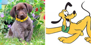 german-shorthaired-pointer-pluto-healthy-responsibly-bred-Pennsylvania