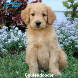 Goldendoodle-Dog-healthy-responsibly-bred-Pennsylvania